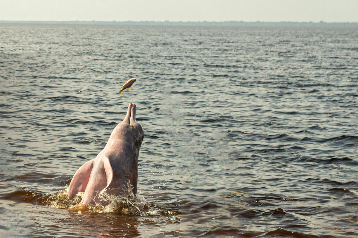 Floresta Amazônica com rio e boto cor-de-rosa