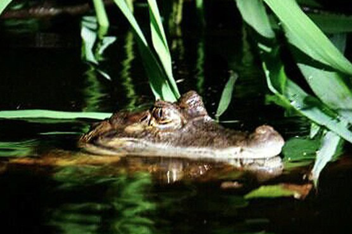 Passeio Noturno com observação de jacarés