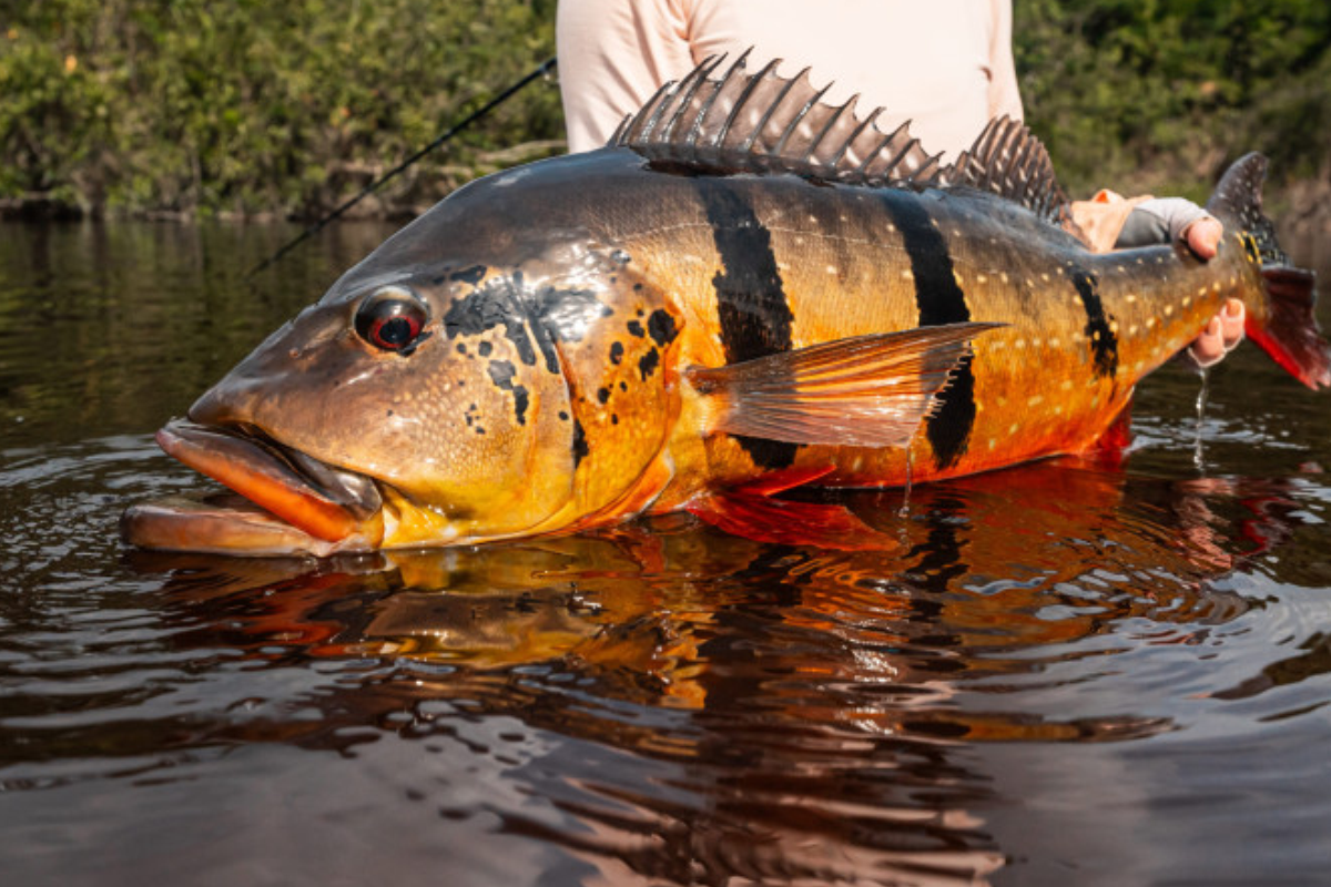 Pesca Amazônica de piranha e tucunaré